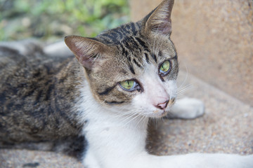 Angry cat not friendly.