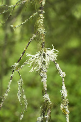 Мох на ветке