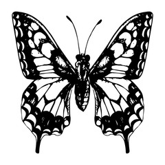 hand drawn butterfly