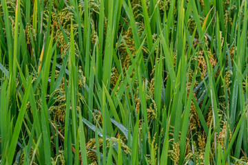 Rice fields on terraced of Lao Cai, YenBai, Vietnam.