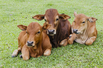 Fototapeta premium Cows grazing on a green summer meadow