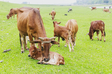Cows grazing on a green summer meadow