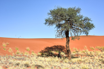 Obraz premium Desert Landscape - NamibRand, Namibia