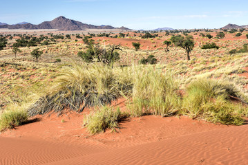 Desert Landscape - NamibRand, Namibia