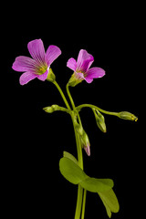 Fototapeta na wymiar Sour tamarind land leaf and flower(Latin names: Oxalis corniculata). Shallow dof.