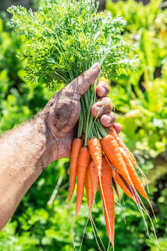 Carrots  in man's hand. Garden on the background.