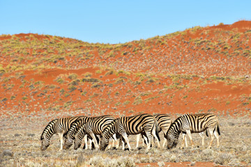 Fototapeta na wymiar Zebra and Desert Landscape - NamibRand, Namibia