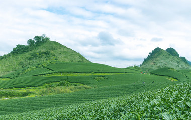 Fototapeta na wymiar Moc Chau tea hill, Moc Chau village, Son La province, Vietnam