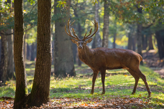 Fototapeta Cerf