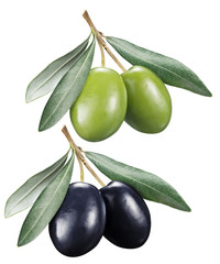 Green and black olives with leaves on a white background.
