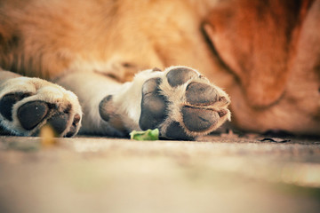 Dog foot