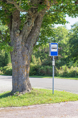 Busstop sign under picturesque maple tree
