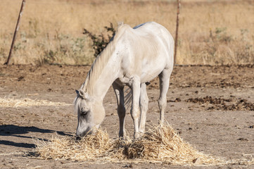 White horse feeding in the riding horse