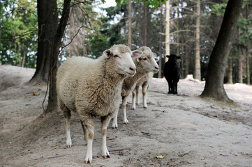 Sheep.