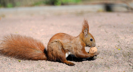 Red Squirrel