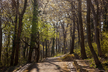 Path in the park