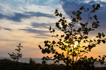 Sunset through leaves silhouette