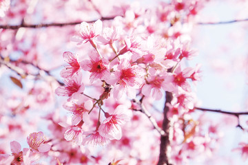 sukura flowers blossom