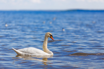 Swans on the lake beautiful white water bird