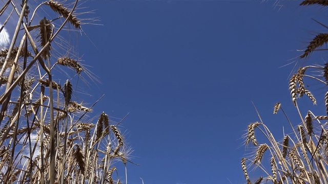 Wheat Field at a sunny summer day (4K UHD footage)