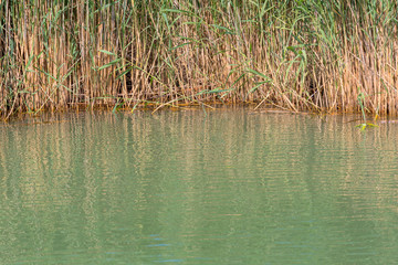 Lake water with reed