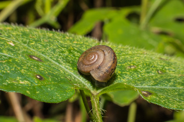 Snail on a green leaf
