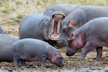 Hippo family