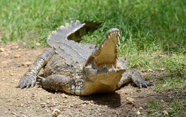 Fototapeta premium Group crocodile