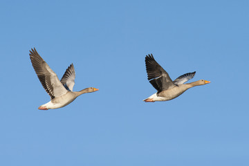 Obraz premium Two greylag geese in flight