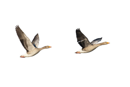 Flying greylag geese isolated on white