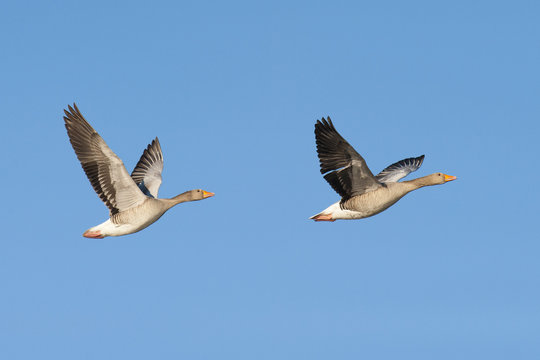 Two greylag geese in flight