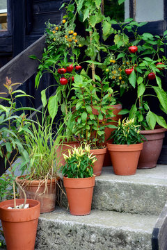 Container Garden Vegetables Plants In Pot.