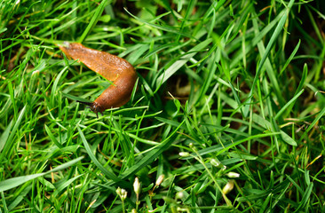Spanish slug invasion in garden.