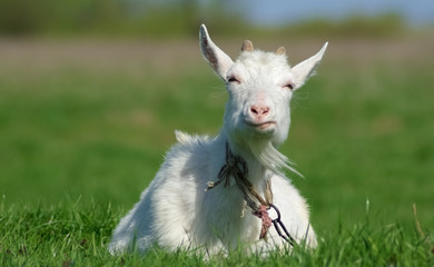 Portrait of a goat