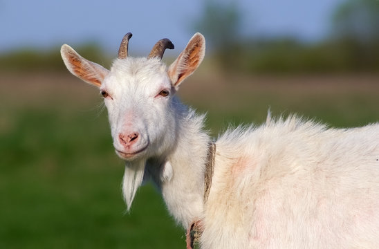 Horned goat