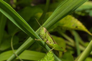 Close up Grasshopper on grass in green nature,Macro view