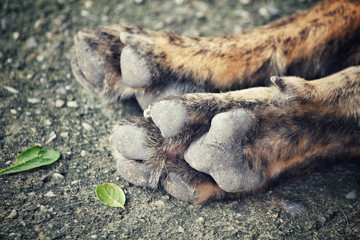Dog foot
