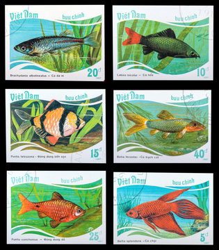 VIETNAM - CIRCA 1987: A set of postage stamps printed in the Vietnam, shows series Aquarium fish, circa 1987