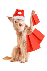 Hund mit Weihnachtsmütze und Einkaufstaschen isoliert