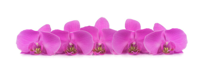Plakat Fuchsia orchids branch isolated on white