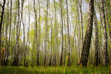 Fototapeta premium высокие березы в березовой роще весной