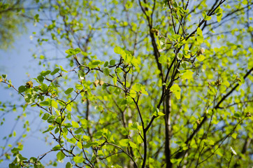 Fototapeta na wymiar ветка березы со свежей листвой на фоне голубого неба
