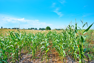 Beautiful green maize field