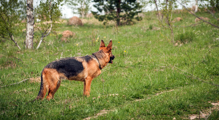 German shepherd running around on the grass