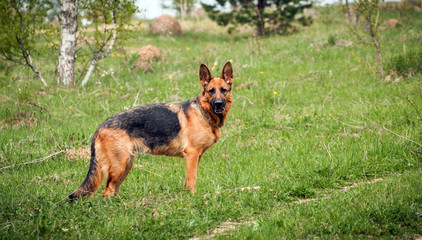 German shepherd running around on the grass