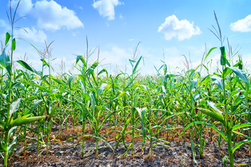 Beautiful green maize field