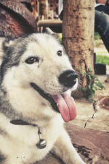 Siberian husky dog
