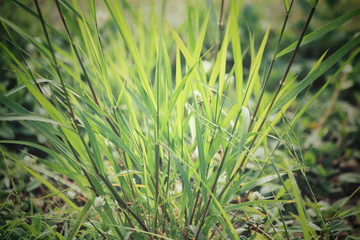 Vetiver grass