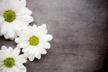 Fototapeta na wymiar White flowers.