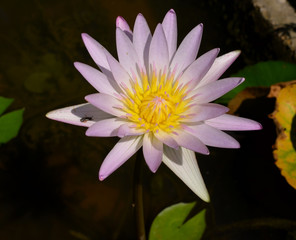 Pink lotus in the pond.